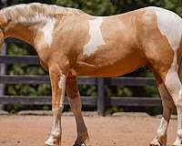 performance-draft-horse