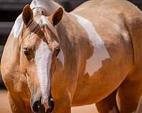 ridden-western-draft-horse
