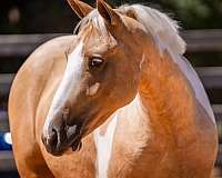 show-draft-horse