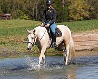 trail-draft-horse