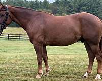 all-around-draft-horse