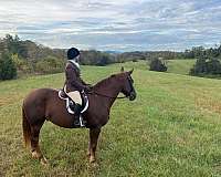 chestnut-all-around-horse