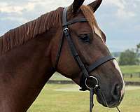 chestnut-draft-gelding