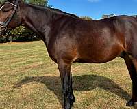 field-trial-cleveland-bay-horse