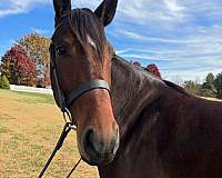 best-cleveland-bay-horse