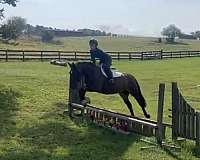 big-eq-cleveland-bay-horse