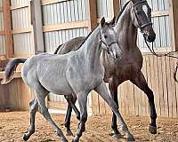 equitation-westphalian-horse