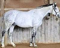 hunter-westphalian-horse