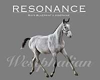 17-hand-westphalian-filly