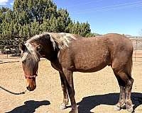 copper-rocky-mountain-horse