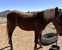 great-temperament-rocky-mountain-horse