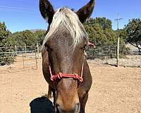 gelded-rocky-mountain-horse