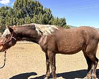 heard-rocky-mountain-horse