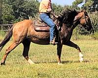 lf-sock-horse