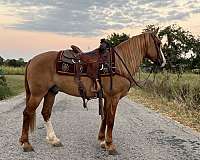 all-around-draft-horse