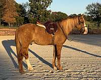 athletic-draft-horse
