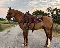 cross-draft-horse
