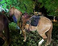 flashy-draft-horse