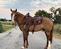 draft-horse