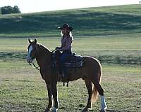husband-safe-draft-horse