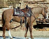 ranch-work-draft-horse