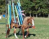 ranch-draft-horse