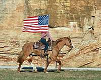 ridden-english-draft-horse