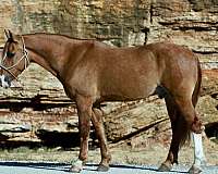 show-draft-horse