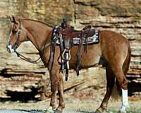 trail-riding-draft-horse