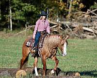 trail-draft-horse