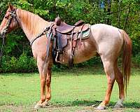 all-around-quarter-horse
