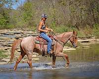 athletic-quarter-horse