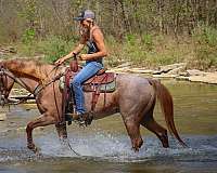 beginner-quarter-horse