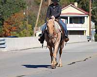 barrel-quarter-horse