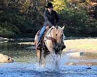 athletic-quarter-horse