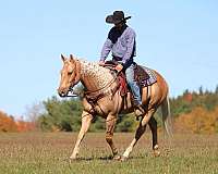 calf-roping-quarter-horse