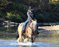 flashy-quarter-horse