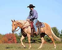 husband-safe-quarter-horse