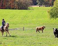 performance-quarter-horse