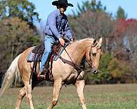 ranch-quarter-horse
