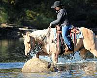 ranch-versatility-quarter-horse
