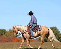 ranch-work-quarter-horse