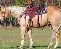 roping-quarter-horse
