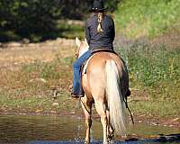 show-quarter-horse