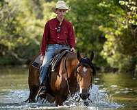cross-belgian-horse