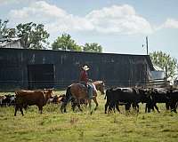 draft-belgian-horse