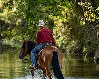 flashy-belgian-horse