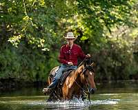 husband-safe-belgian-horse