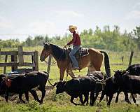 ranch-belgian-horse