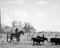 ranch-work-belgian-horse